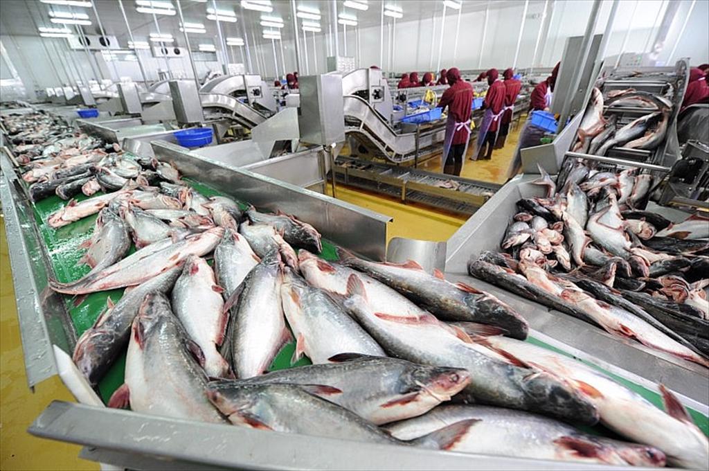 Xuất khẩu cá tra tăng nhưng thị trường Mỹ giảm: Cảnh báo từ chính sách thương mại và thuế