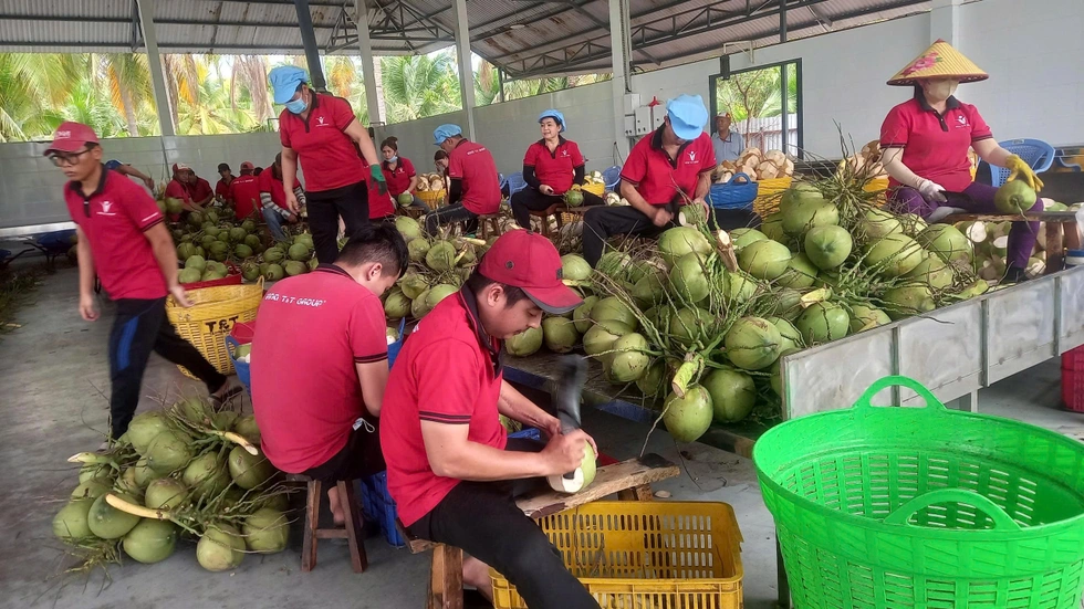 Dừa Việt Nam vượt xoài, thanh long để dẫn đầu xuất khẩu sang Mỹ