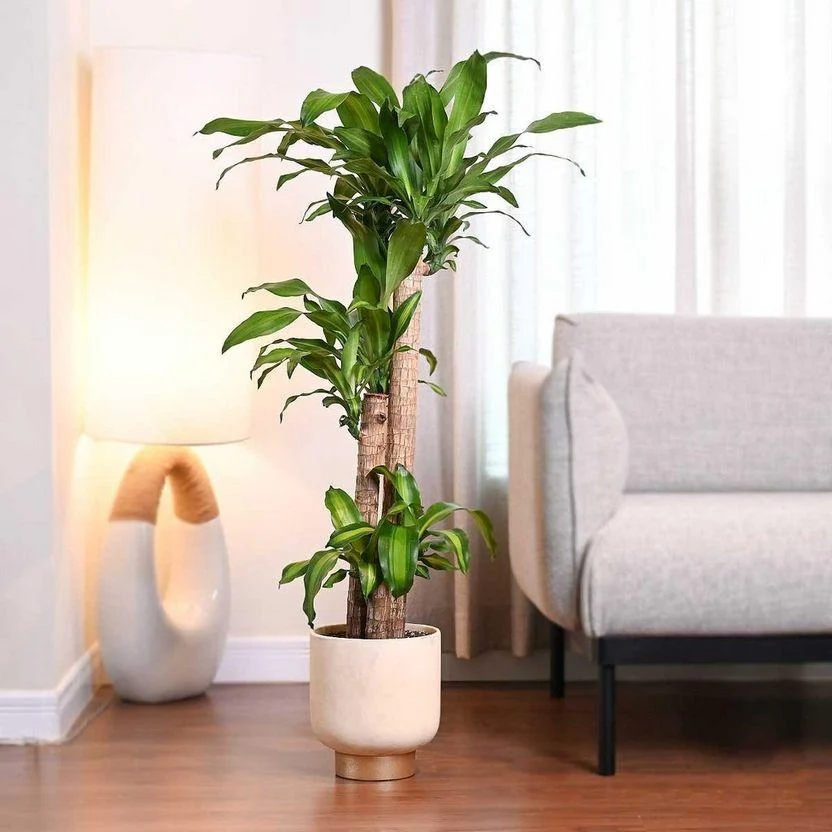 Đặt cây cảnh đúng vị trí trong nhà cho 5 không gian chính