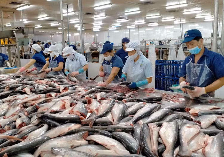Xuất khẩu thủy sản Việt chịu sức ép kép tại thị trường Mỹ