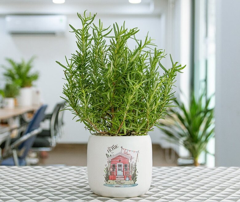Cây lá quý hiếm như ‘kim cương’: nên trồng hương thảo hay chanh Kaffir?