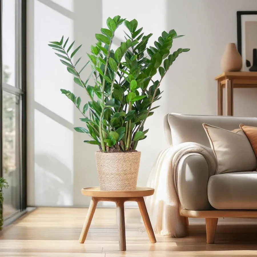 Đặt cây cảnh đúng vị trí trong nhà cho 5 không gian chính