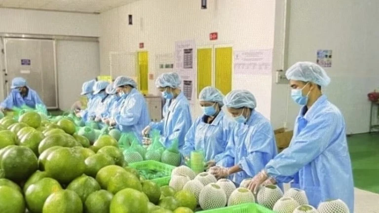 Úc tạm dừng nhập bưởi Việt Nam 6 tháng: cú sốc cần thiết để tái cấu trúc xuất khẩu