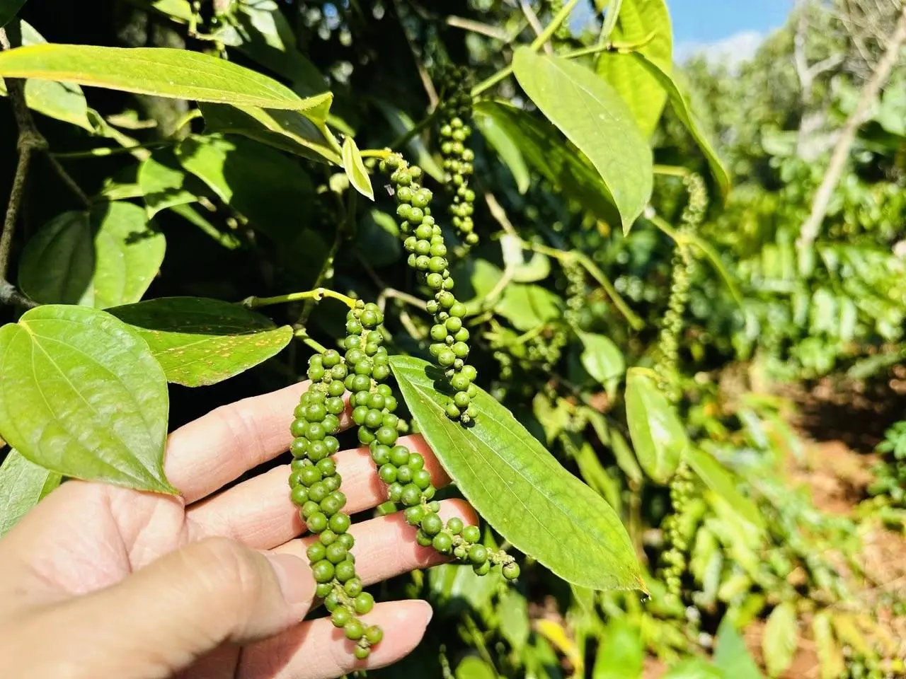 Hồ tiêu Việt chiếm 80% thị phần Mỹ nhưng giá nội địa vẫn trầm