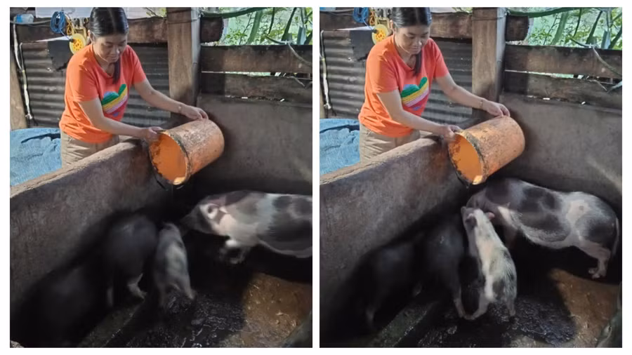 Khóa học chăn nuôi heo ở M’Drắk: từ phòng bệnh đến giảm nghèo