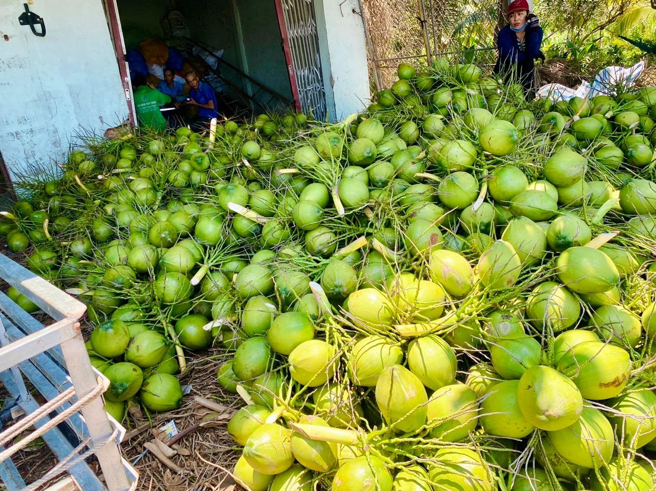 Dừa Việt Nam vượt xoài, thanh long để dẫn đầu xuất khẩu sang Mỹ