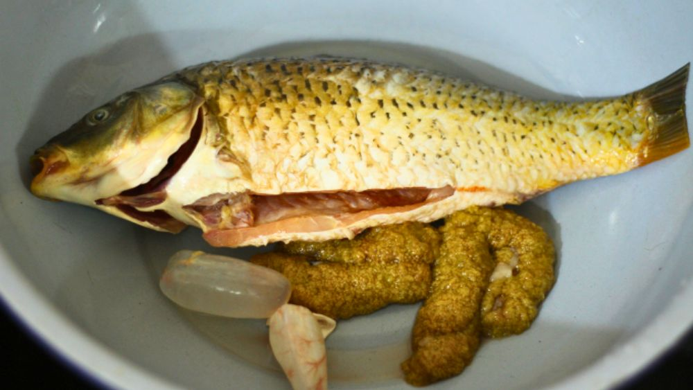 Cá chép 50.000–60.000 đồng/kg: lựa chọn số 1 thay thịt lợn đắt đỏ