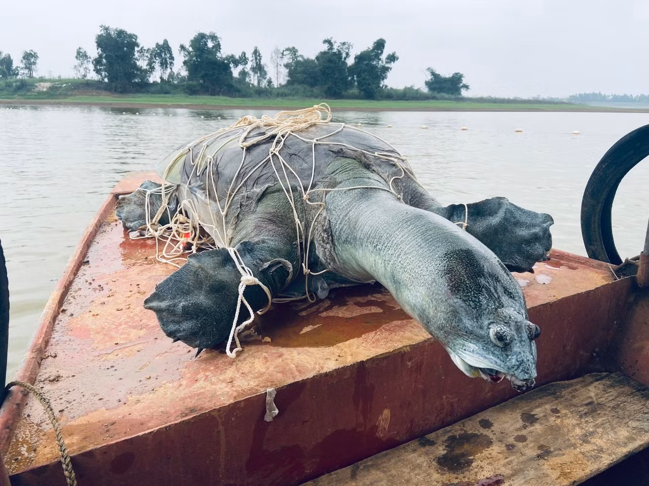 Rùa Hồ Gươm có thực sự còn tồn tại ở hồ Đồng Mô?