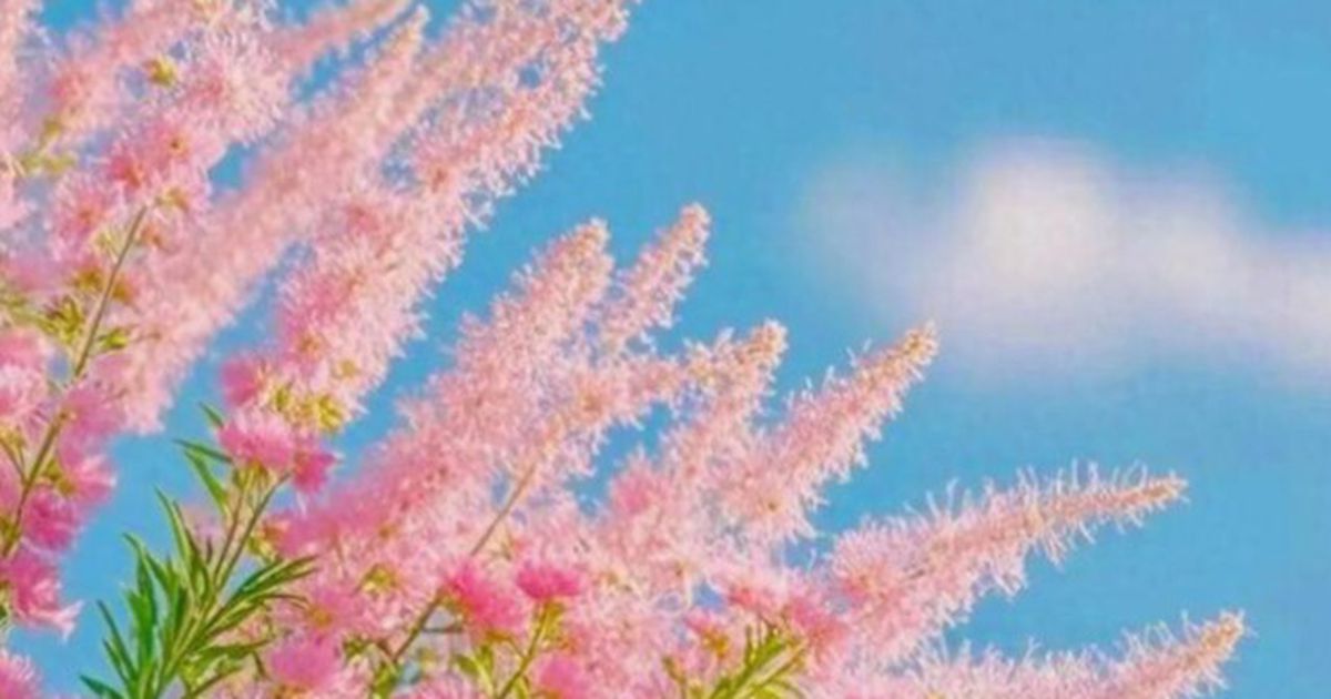 Con giữa trong gia đình đông con: Nặng gánh nhưng không phải định mệnh