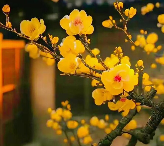 Con giữa trong gia đình đông con: Nặng gánh nhưng không phải định mệnh
