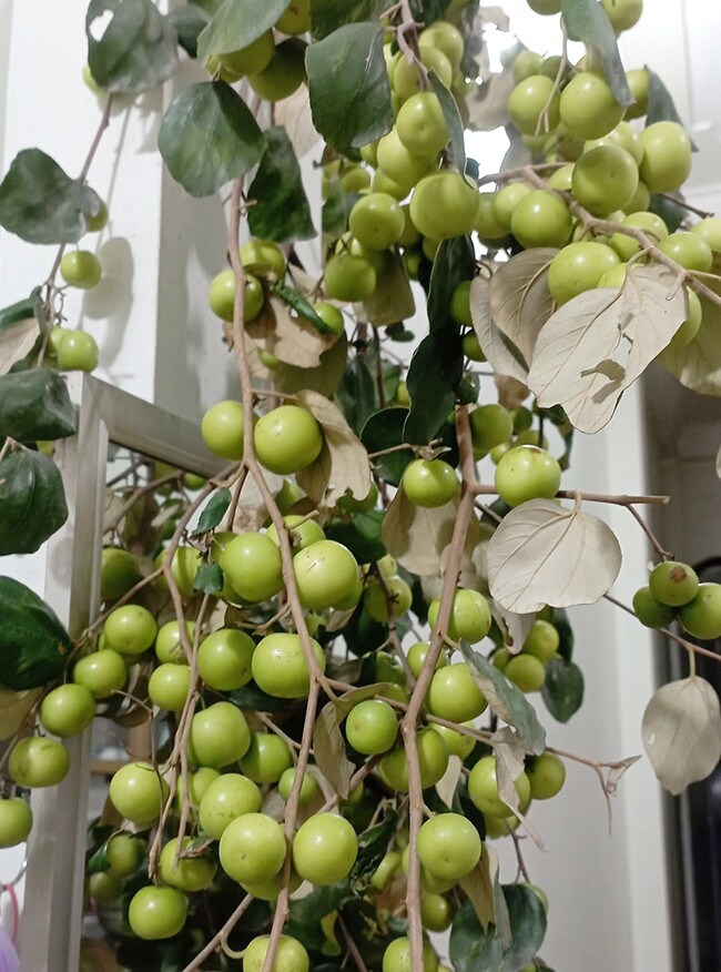 Cách chọn quả trám, ổi đào, táo đường ngon và giàu dinh dưỡng