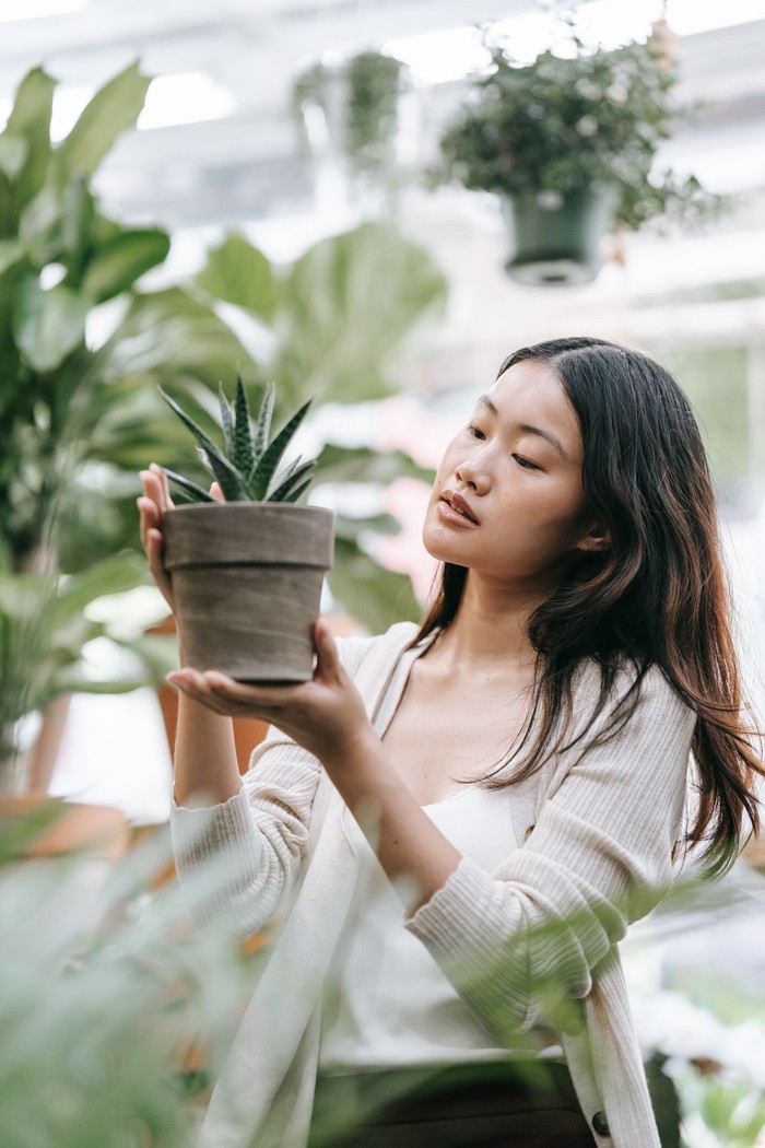 7 loài cây cảnh quen thuộc trong nhà có thể gây hại sức khỏe