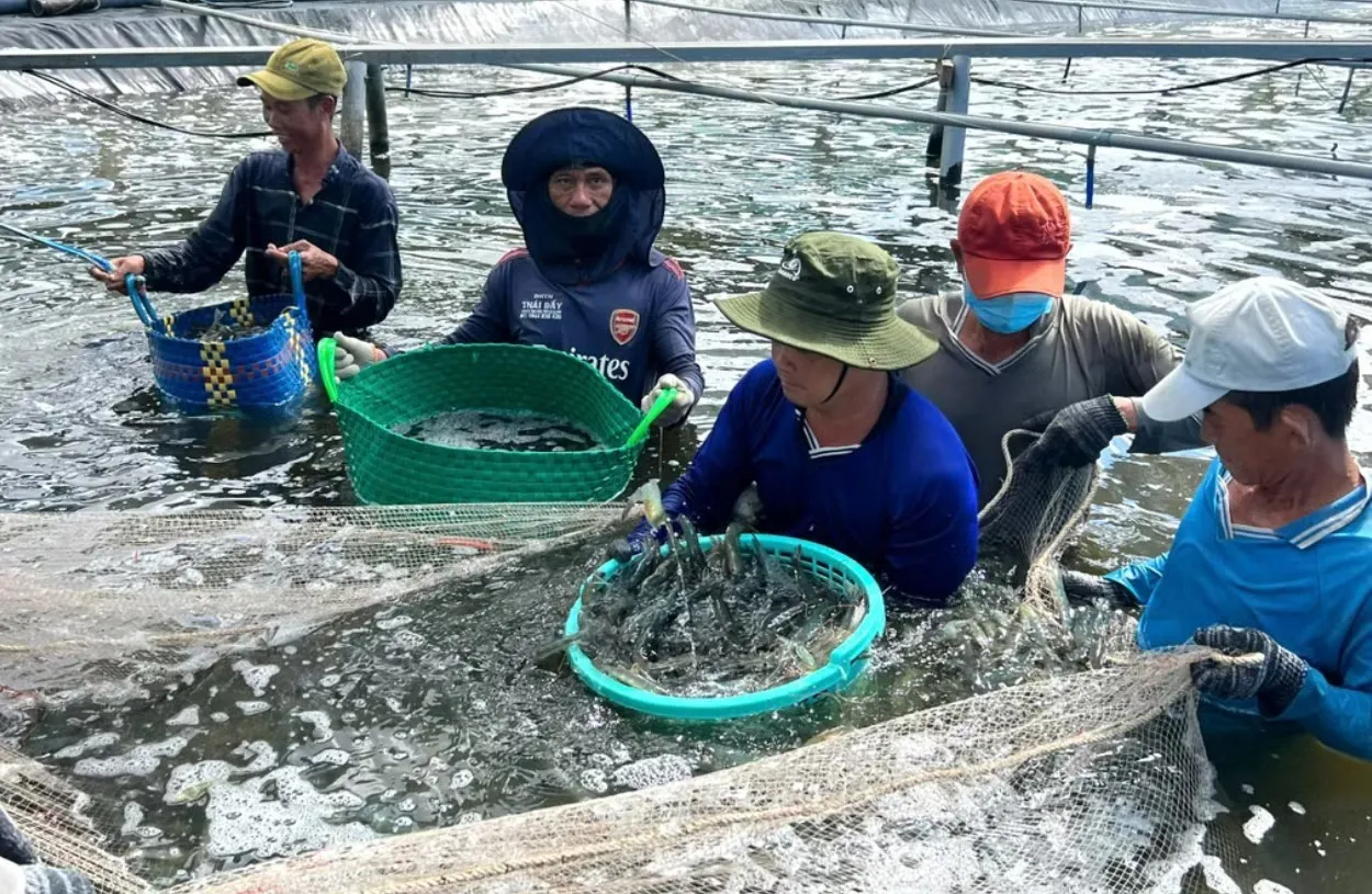 Xuất khẩu thủy sản Việt Nam đối mặt áp lực kép từ thị trường Mỹ