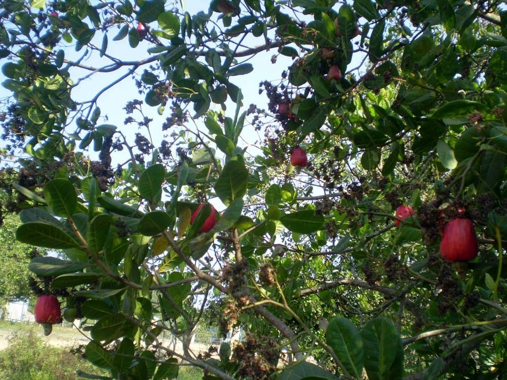 Từ đặc sản làng quê đến thương hiệu OCOP 4 sao