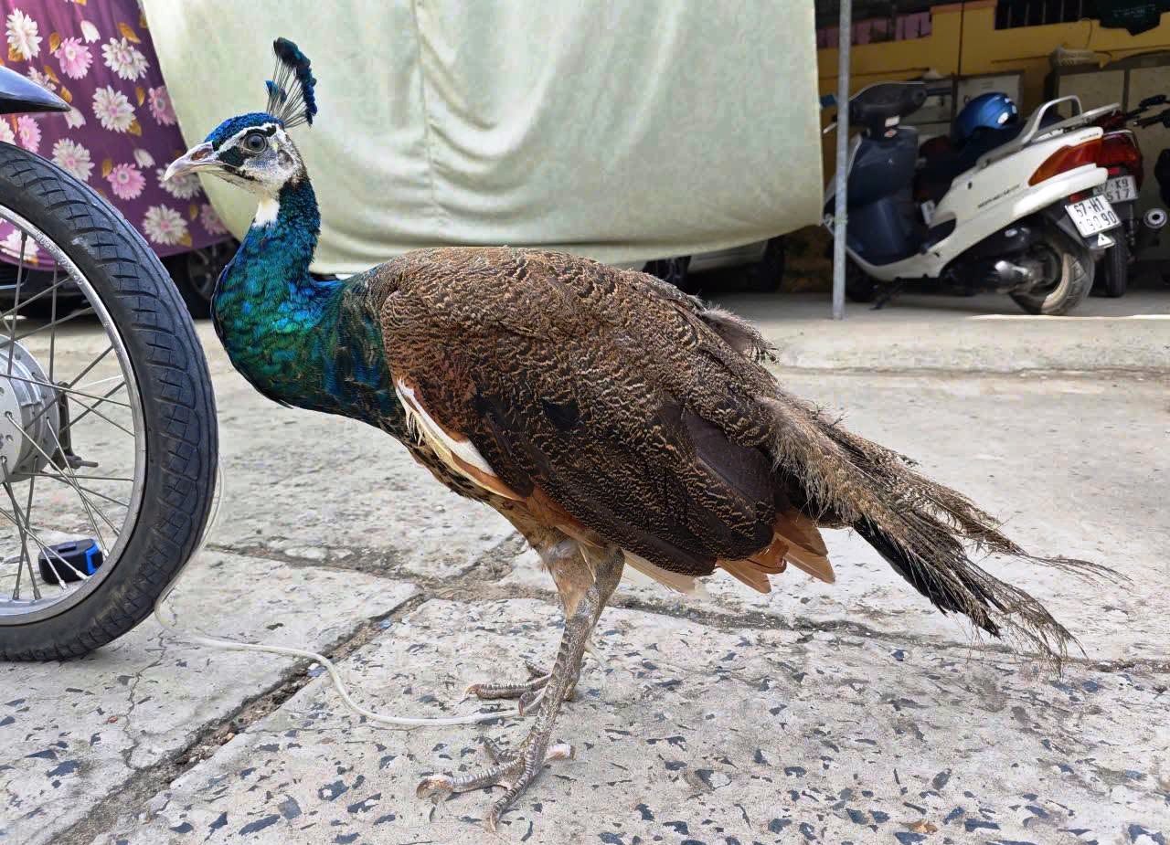 Mạng lưới giao nộp động vật hoang dã tự nguyện đang định hình tương lai bảo tồn