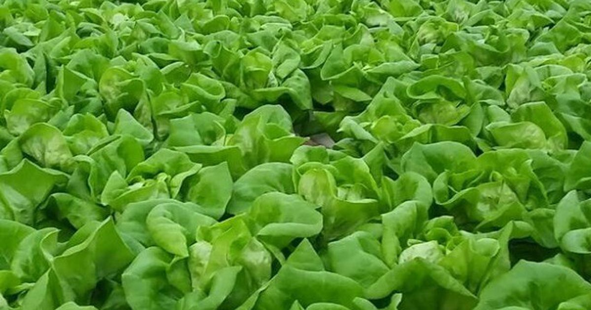 Xà lách lá và rau mùi tây: Hai loại rau thu hoạch 30 ngày đáng mua nhất dưới 50.000 đ/kg