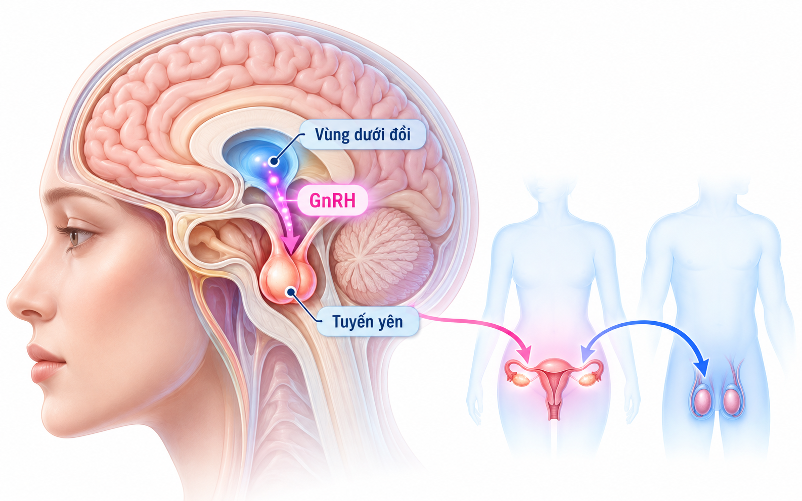 Dậy thì sớm có ảnh hưởng lâu dài đến chiều cao?