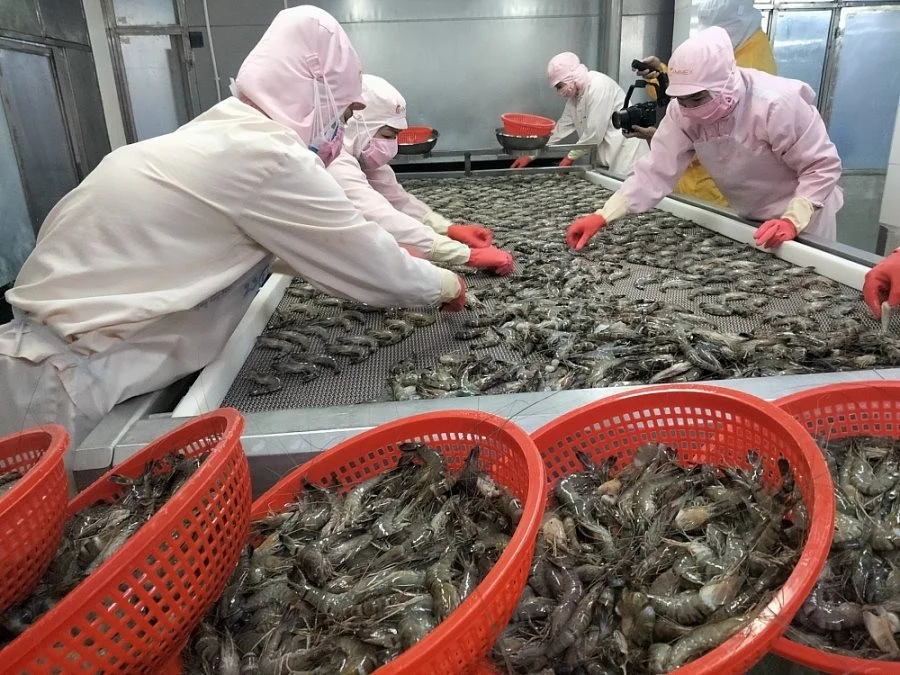 Tôm và cá tra Việt Nam tụt dốc tại thị trường Mỹ: Nguyên nhân và hướng đi mới