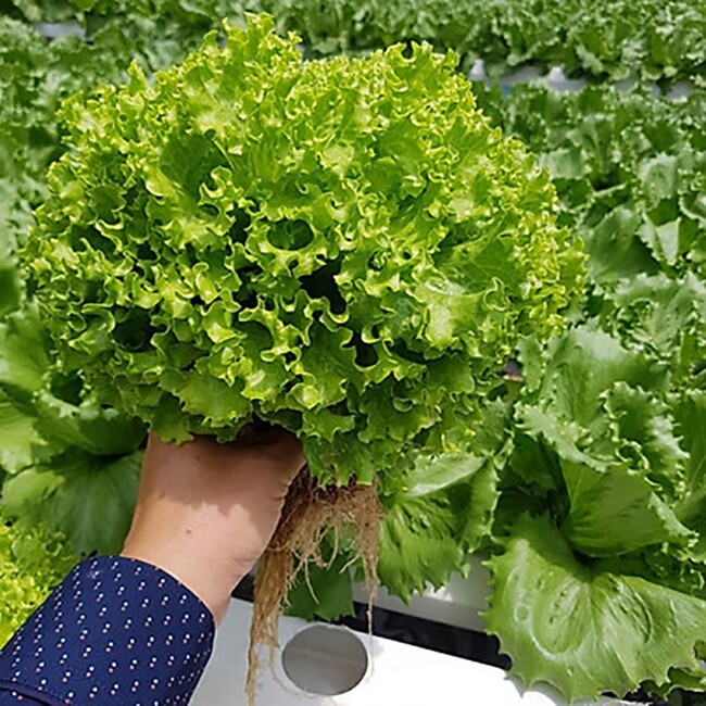 Ba loại rau sạch trồng nhanh 30–45 ngày giúp tối đa hóa chất xơ và chất chống oxy hóa