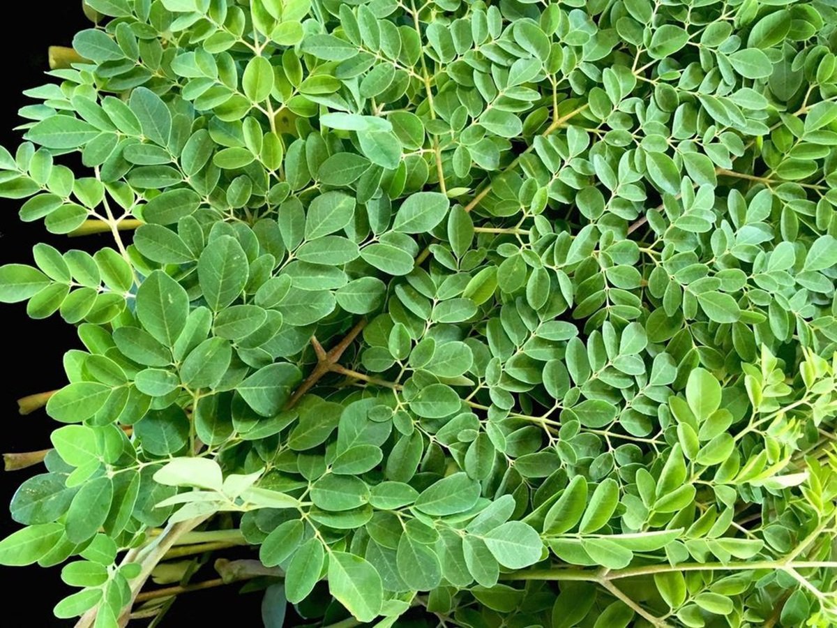 Nghệ và thảo dược truyền thống trong kiểm soát đường huyết