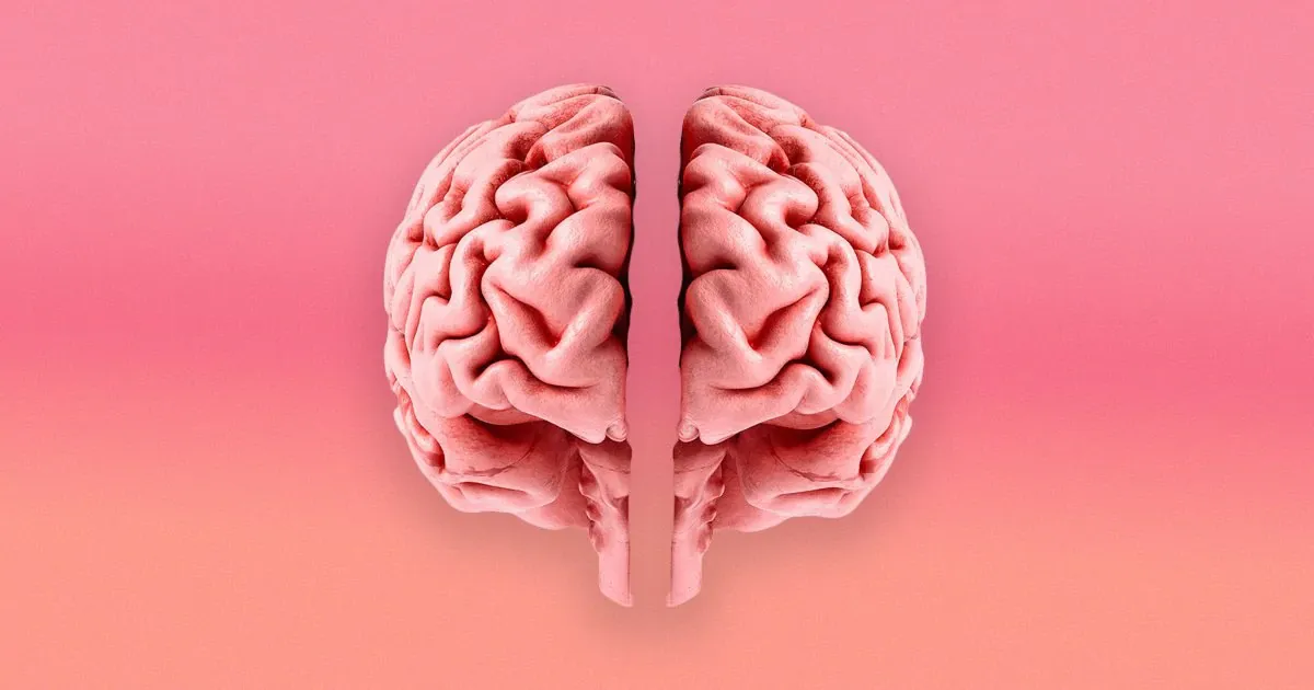 Não người: sản phẩm hợp nhất của hai bộ não cổ xưa?