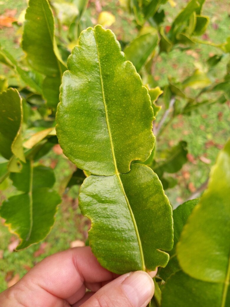 Cây lá quý hiếm như ‘kim cương’: nên trồng hương thảo hay chanh Kaffir?