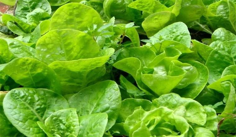 Xà lách lá và cải bẹ xanh: 2 lựa chọn rau lá xanh giá rẻ nên mua