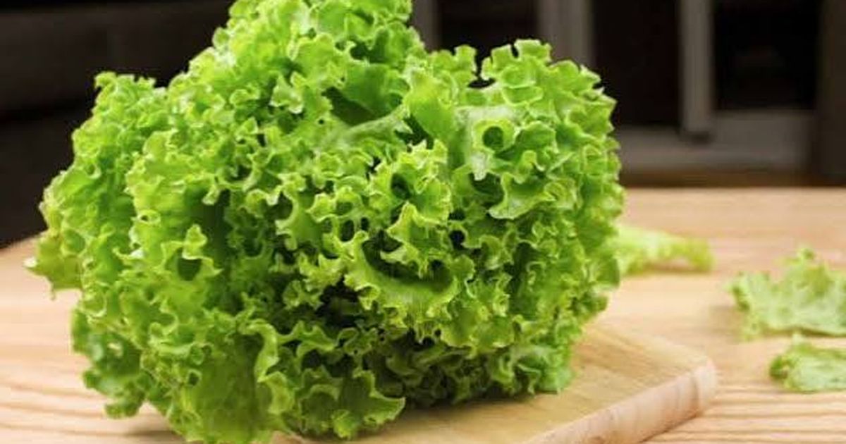 Xà lách lá và rau mùi tây: Hai loại rau thu hoạch 30 ngày đáng mua nhất dưới 50.000 đ/kg