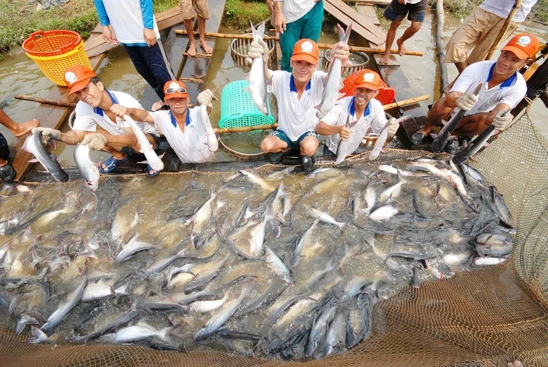 Xuất khẩu cá tra tăng nhưng thị trường Mỹ giảm: Cảnh báo từ chính sách thương mại và thuế