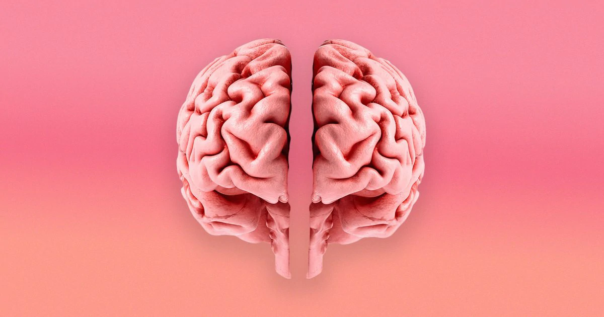 Não người có thể bắt nguồn từ hai cơ quan riêng biệt