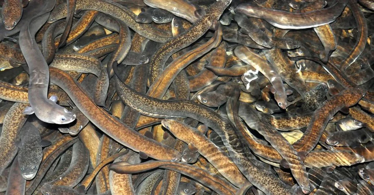 Cá giàu omega-3 rẻ bèo: Thay thế cá hồi cho bữa cơm Việt