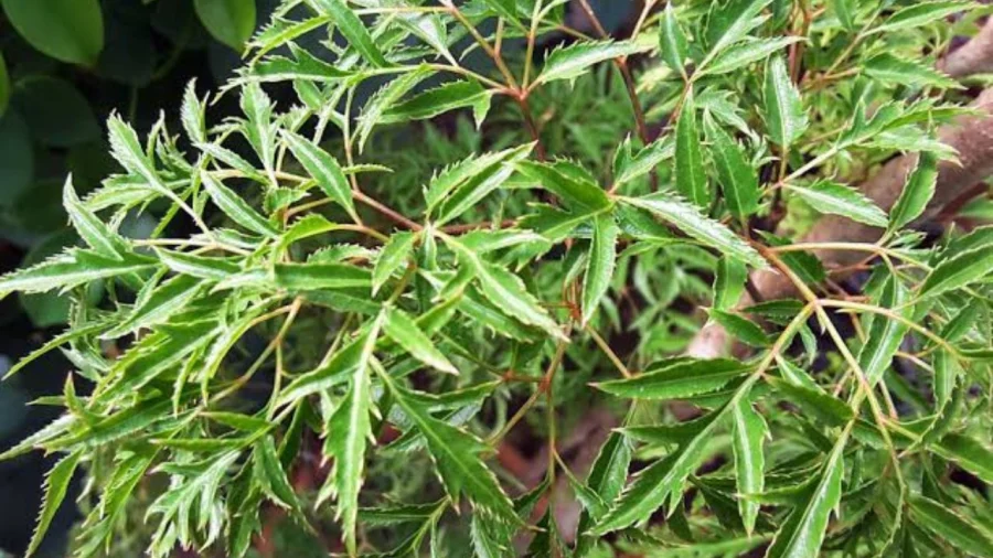 Chọn cây phong thủy theo mệnh và tuổi với đinh lăng, ngũ gia bì