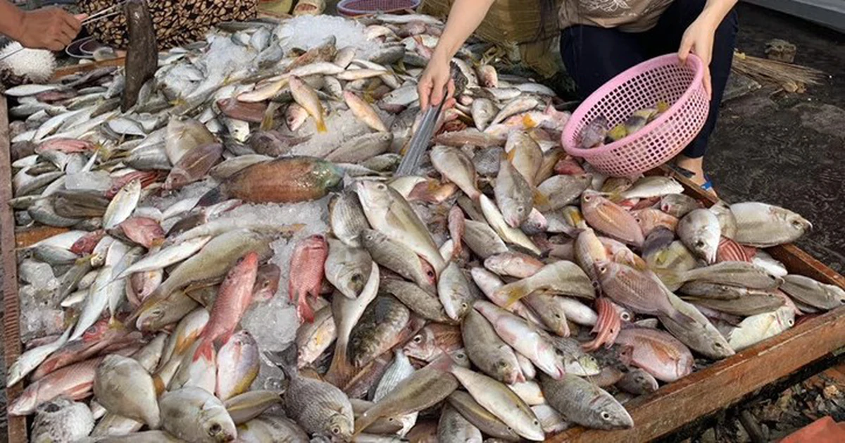4 loại cá bổ dưỡng rẻ bèo thay thế cá hồi nhập khẩu