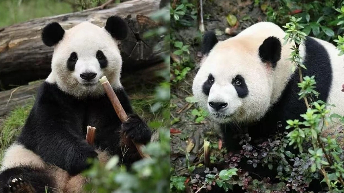 Hai gấu trúc đến Mỹ: bước ngoặt mới của ngoại giao gấu trúc