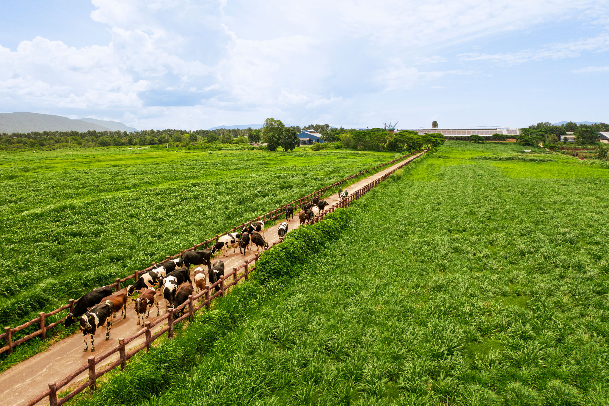 Vì sao giá trị thương hiệu Việt vẫn tụt hậu trước các tập đoàn toàn cầu?