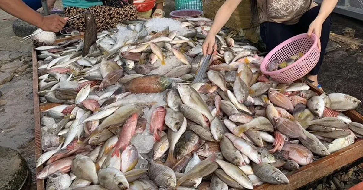 4 loại cá giàu omega-3 rẻ bèo tại chợ Việt thay thế cá hồi