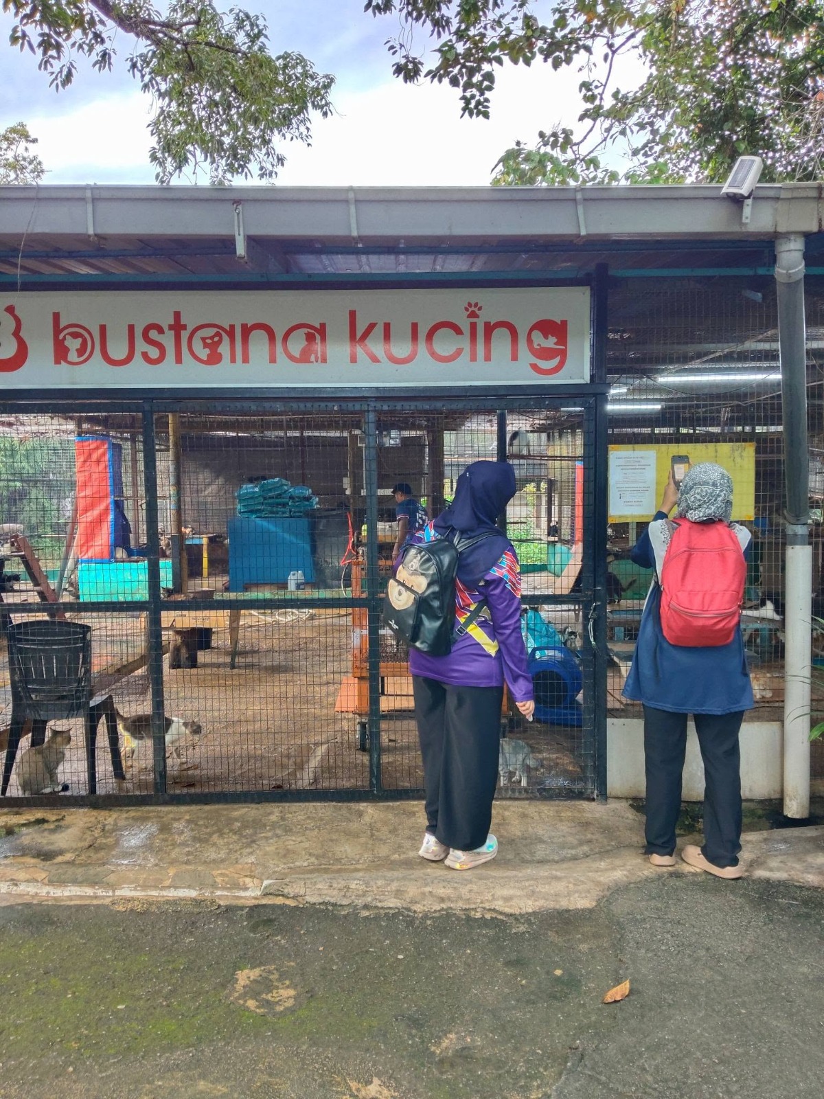 Bagaimana Warga Biasa Mengubah Nasib Kucing Jalanan