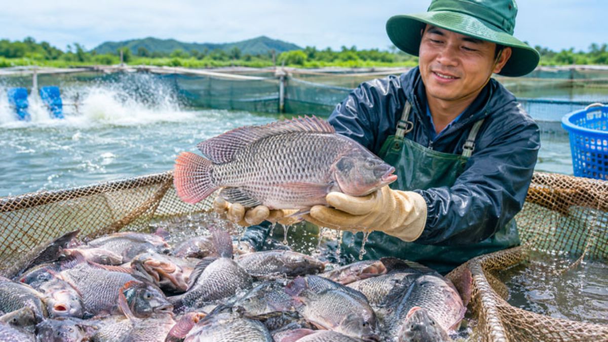 Cá rô phi nước lợ Việt Nam: bước nhảy vào thị trường cao cấp tại Brazil
