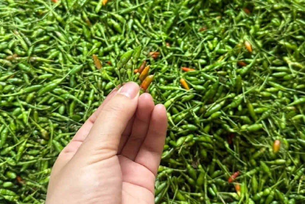 Ớt gió vùng cao, ổi nám Nghĩa Đàn, bơ Booth: nên mua loại nào?