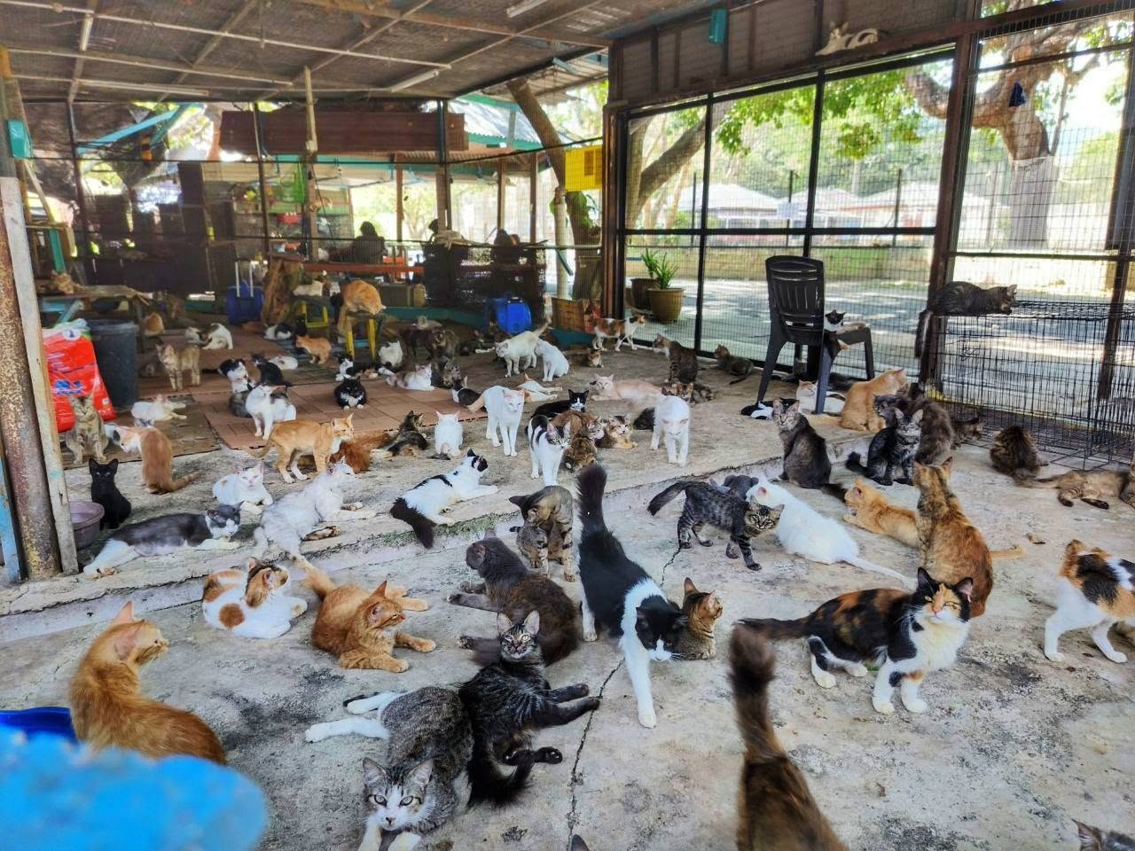 Bagaimana Warga Biasa Mengubah Nasib Kucing Jalanan