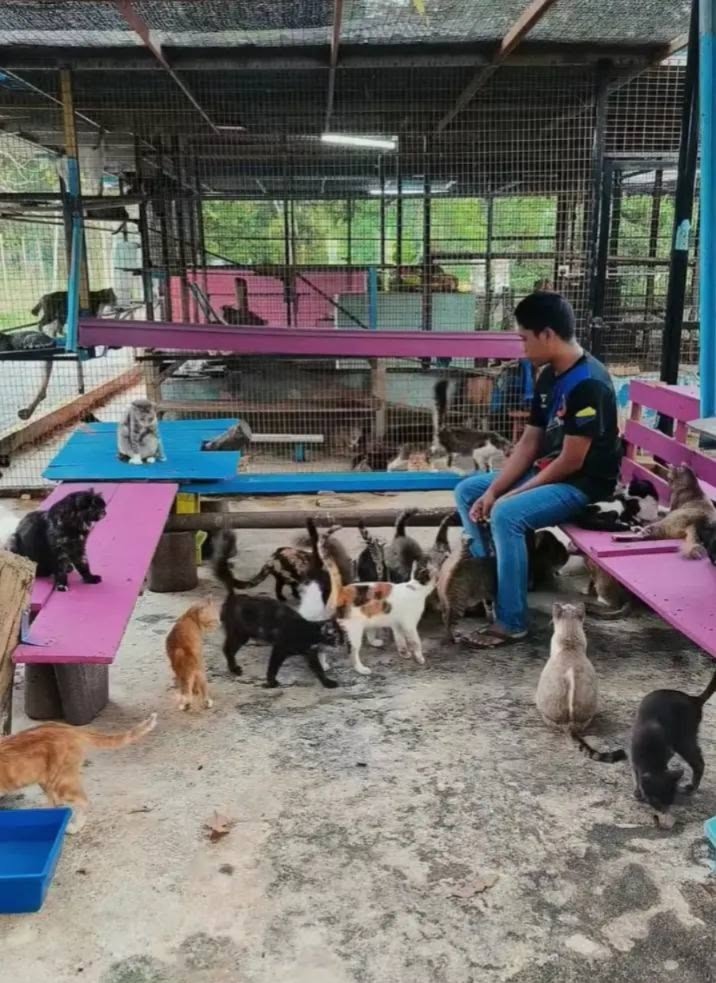 Bagaimana Warga Biasa Mengubah Nasib Kucing Jalanan