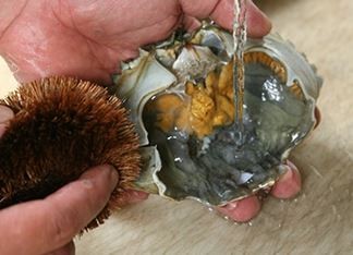 Những bộ phận của cá và cua cần tránh để ăn hải sản an toàn
