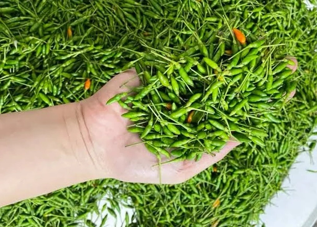 Ớt gió vùng cao, ổi nám Nghĩa Đàn, bơ Booth: nên mua loại nào?