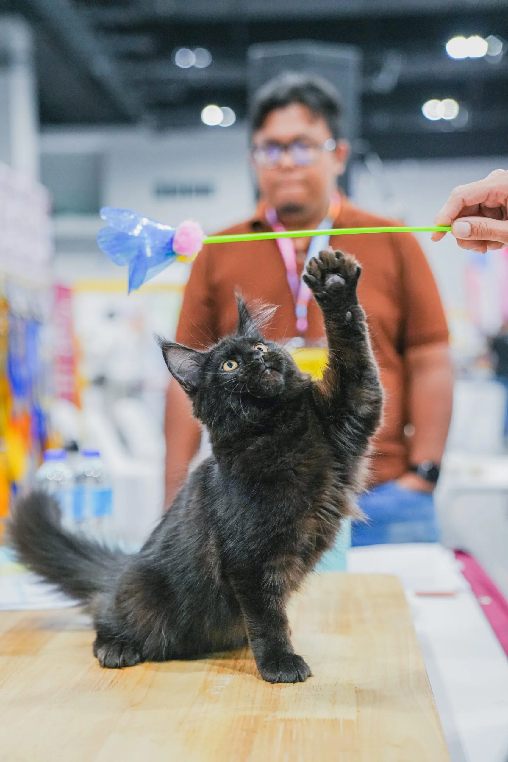 Ekspo Kucing: Panduan Lengkap Pertandingan, Adopsi & Persiapan