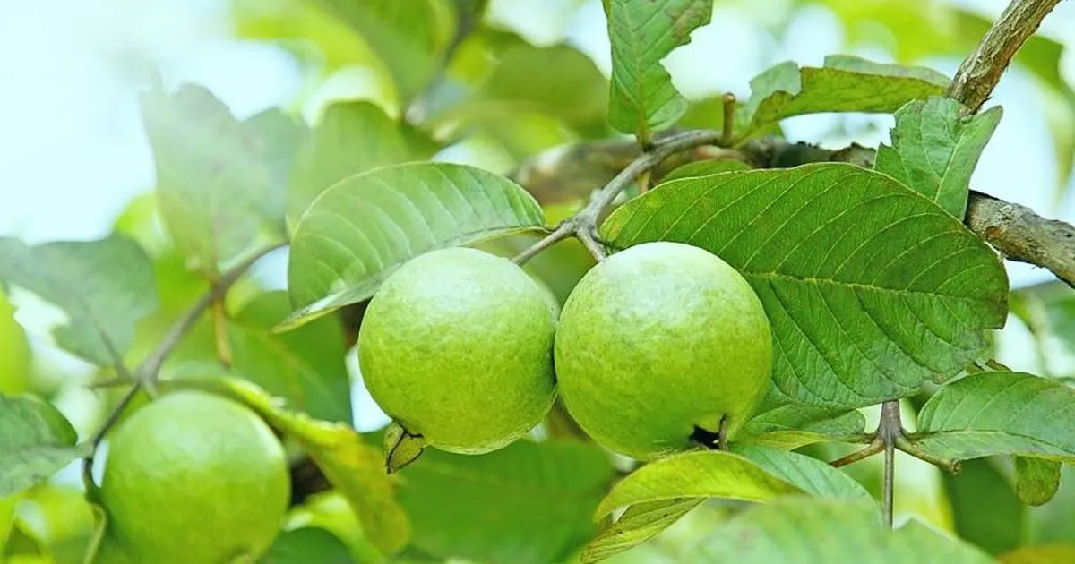 Cách chọn quả tươi ngon chín tự nhiên giàu dinh dưỡng