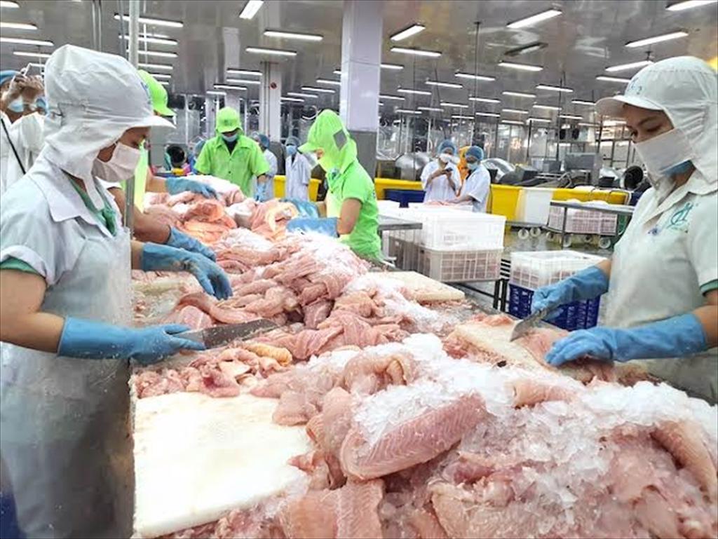 Cá tra tăng tốc xuất khẩu sang CPTPP, Nhật Bản thành điểm tựa mới