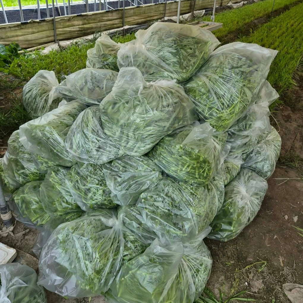 Từ dâu xứ Hàn đến chủ trang trại rau muống Việt