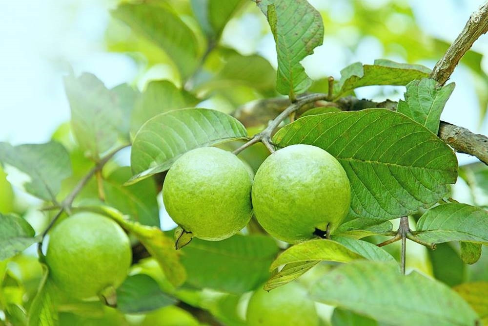 Cách chọn quả tươi ngon chín tự nhiên giàu dinh dưỡng