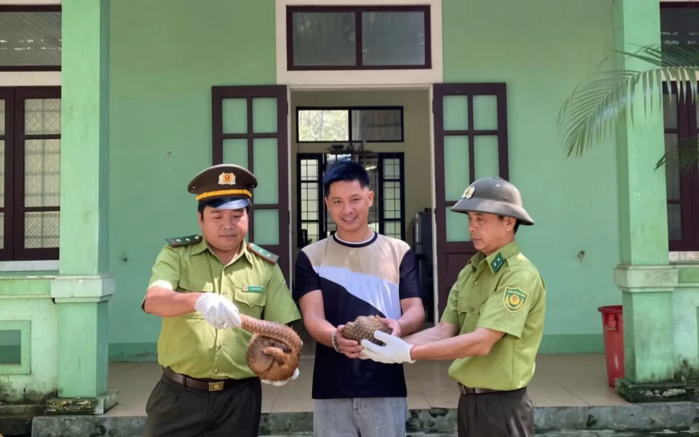 Rùa núi vàng, tê tê Java và mạng lưới giao nộp tự nguyện