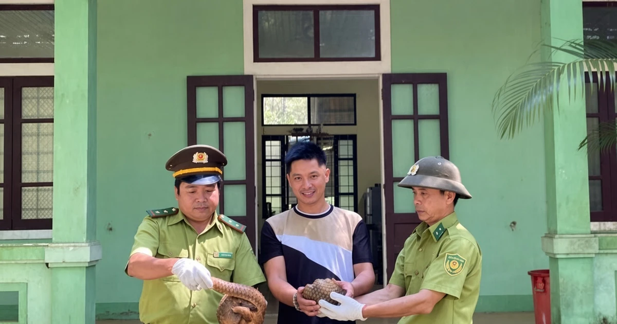 Rùa núi vàng, tê tê Java và mạng lưới giao nộp tự nguyện